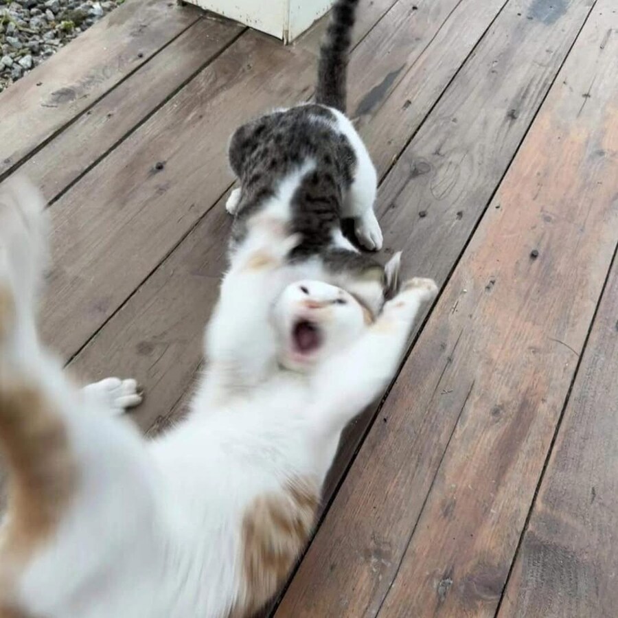 으앙! 살려달라냥!!_1.jpg
