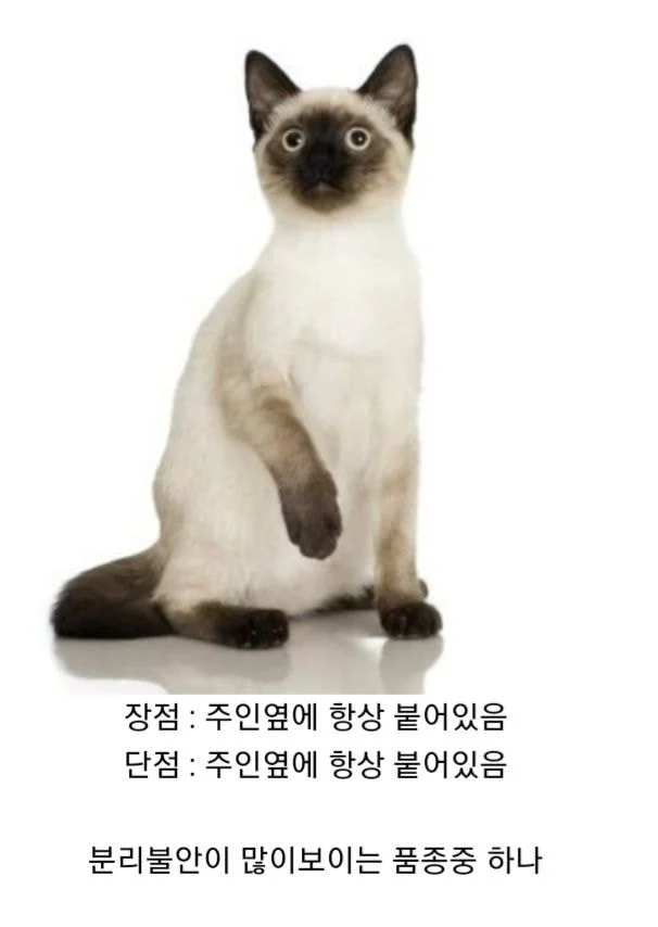 취향타는 고양이 품종_1.webp