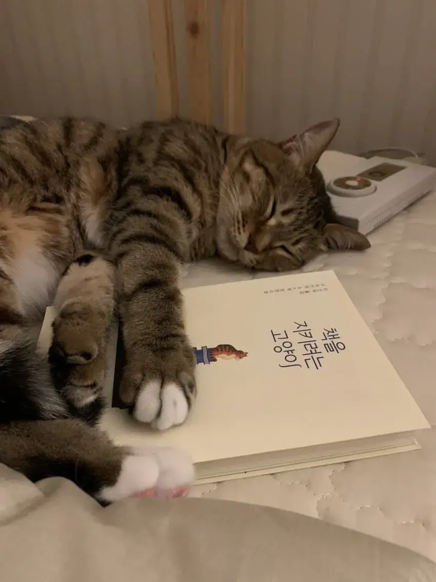 책을 지키려는 고양이_1.webp