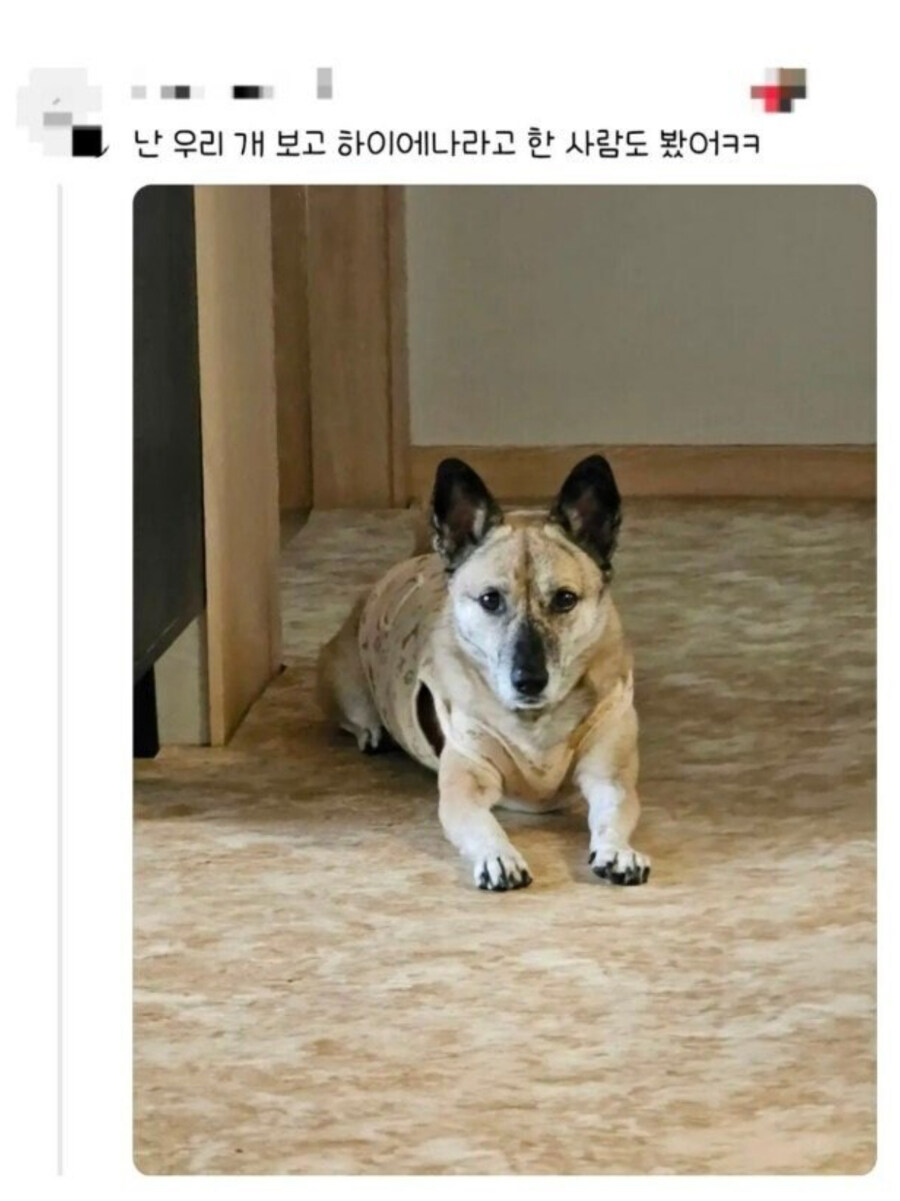 하이에나를 개인적으로 집에서 키우는 한국인_1.jpg