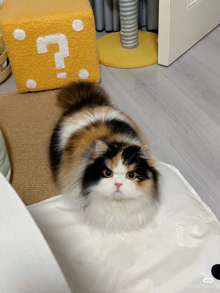 화난고양이는 귀엽다.jpg_8.jpg