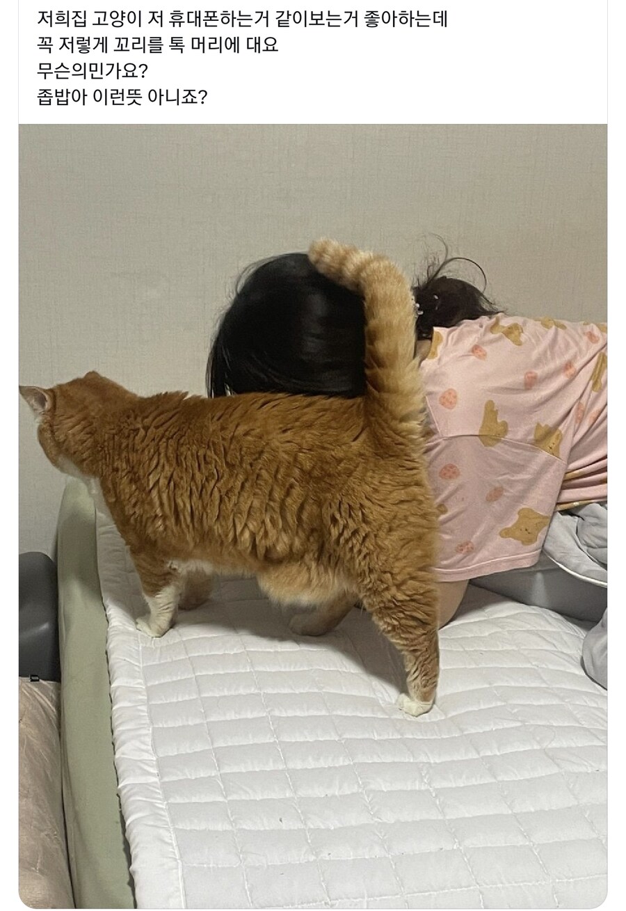 고양이가 꼬리를 가져다 대는 이유_1.jpg