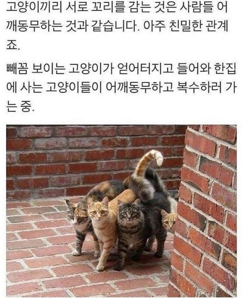 고양이가 꼬리를 가져다 대는 이유_2.jpg