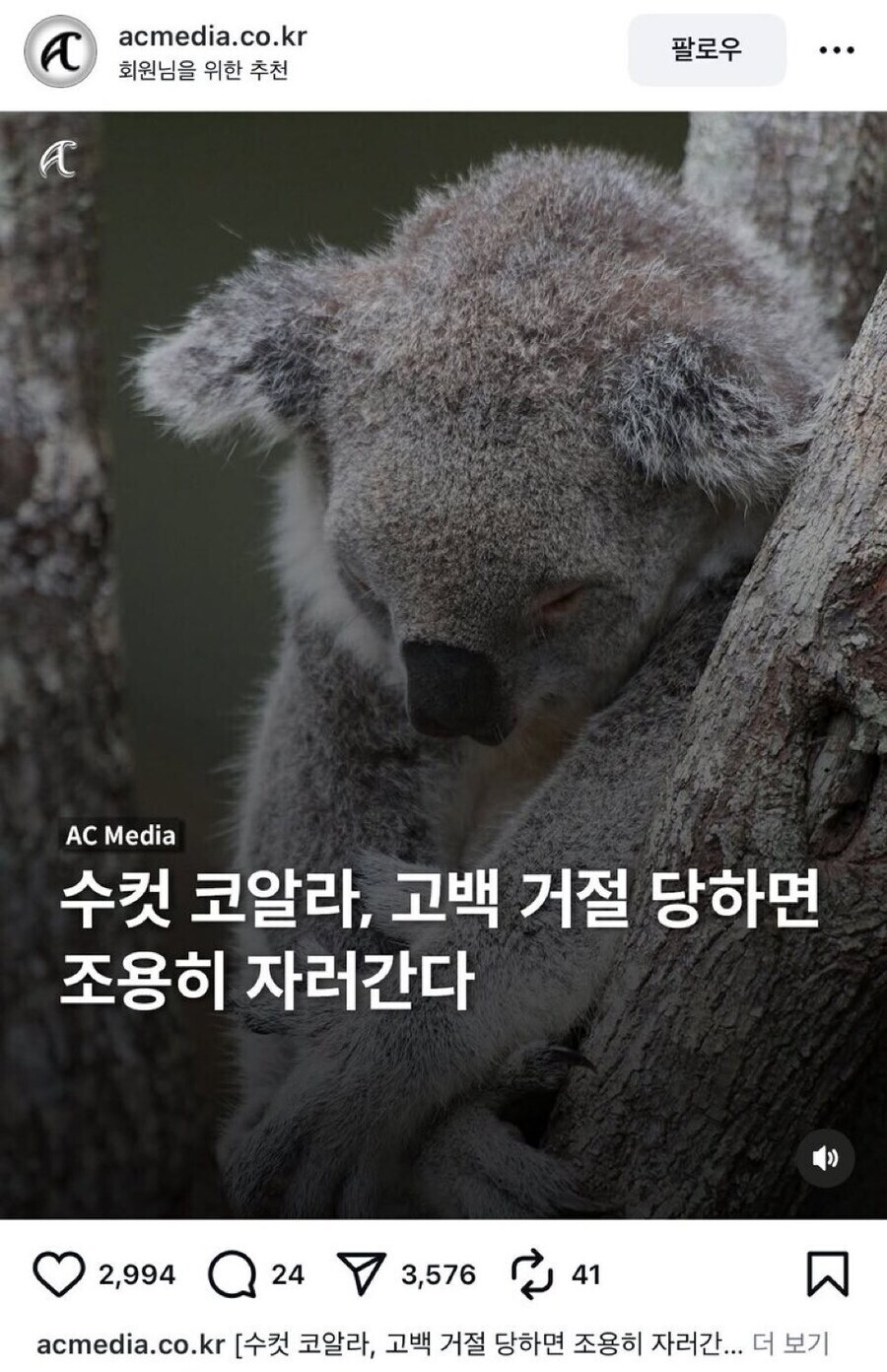 수컷 코알라가 고백을 거절당할때_1.jpg