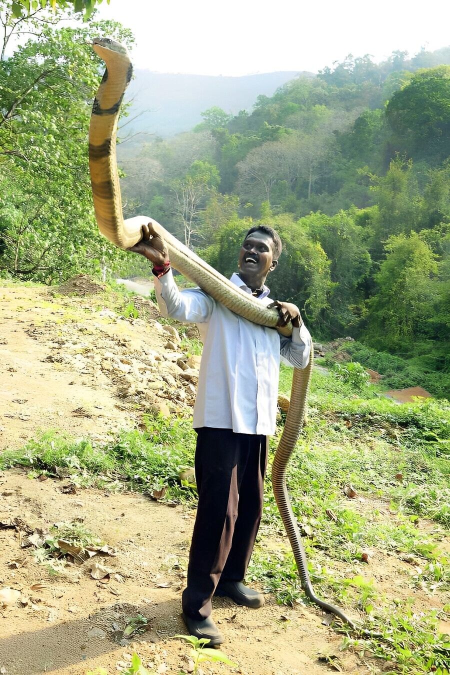 킹코브라의 실제 크기 체감.jpg_2.jpg