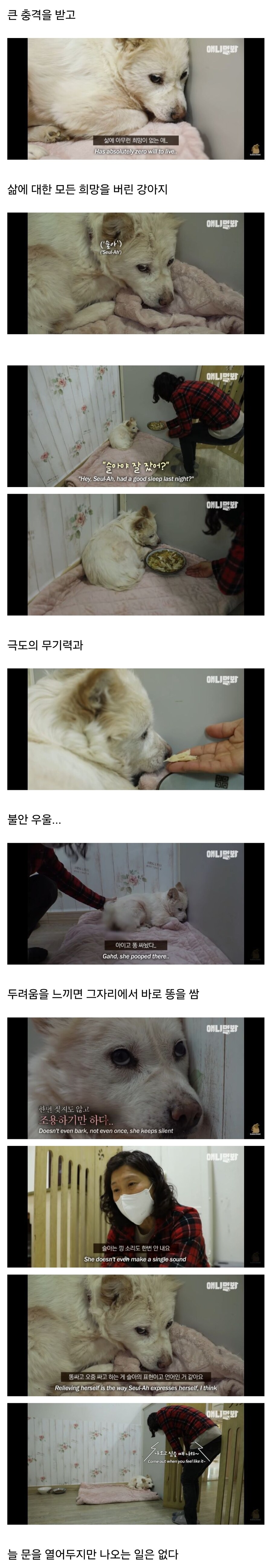 죽을 것 같은 우울증에 걸린 강아지.jpg_1.jpg