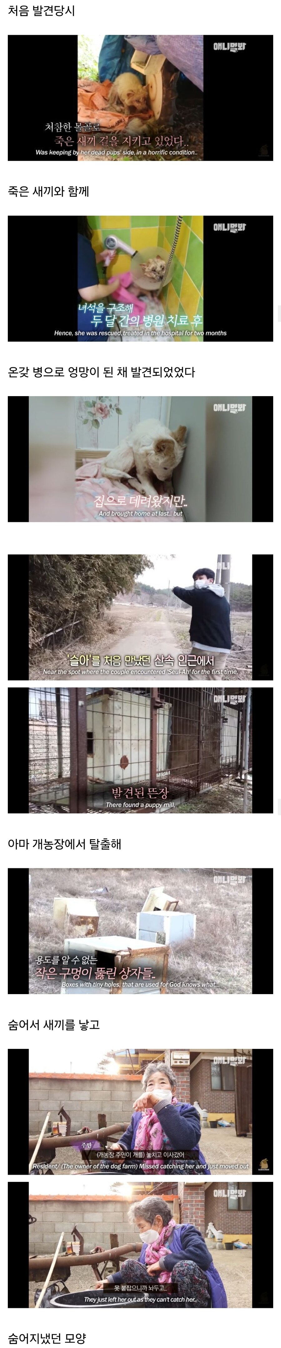 죽을 것 같은 우울증에 걸린 강아지.jpg_3.jpg