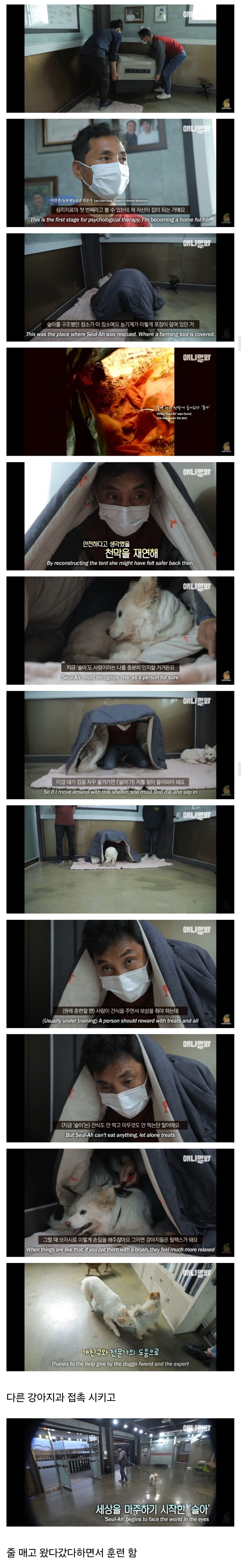 죽을 것 같은 우울증에 걸린 강아지.jpg_5.jpg