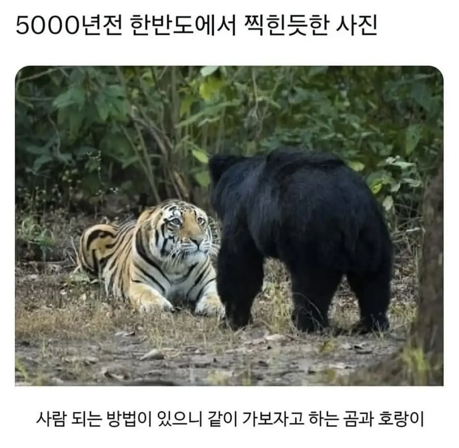 단군신화 목격담_1.webp