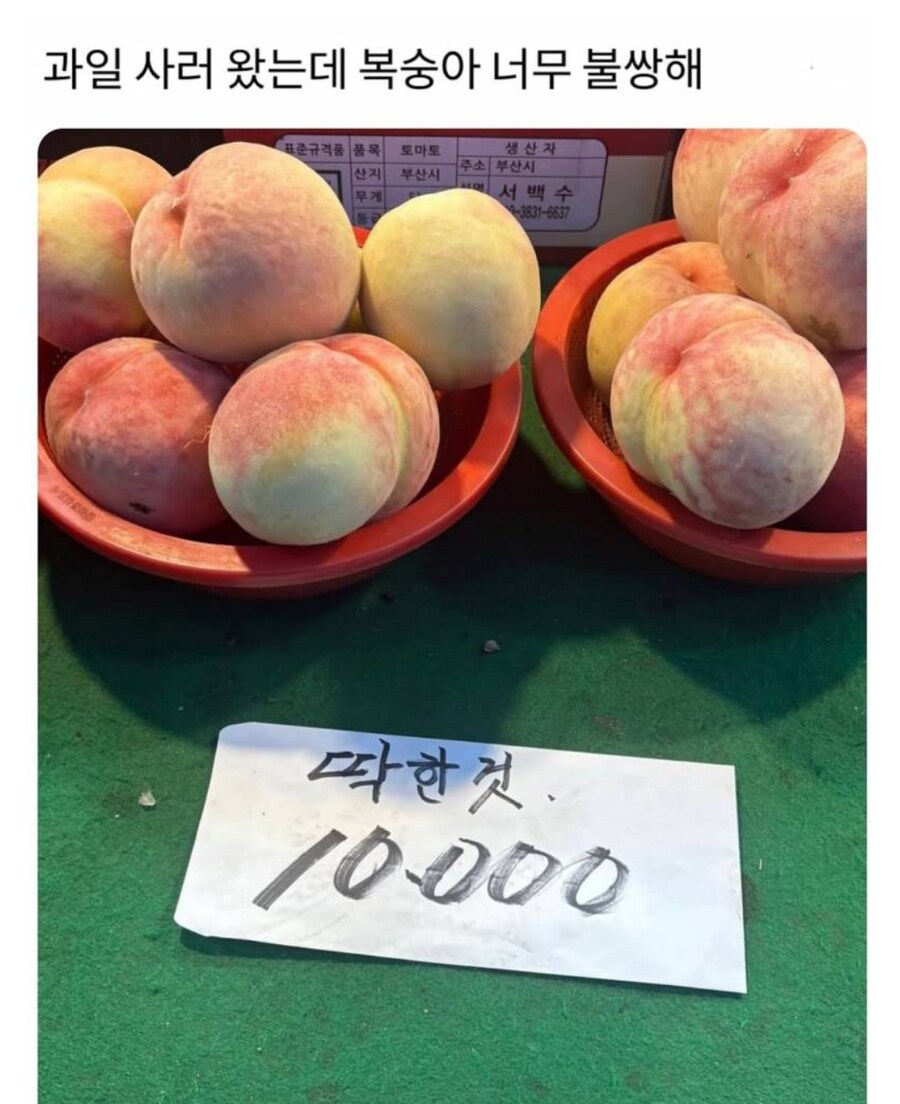 가엾고 딱한 복숭아_1.png