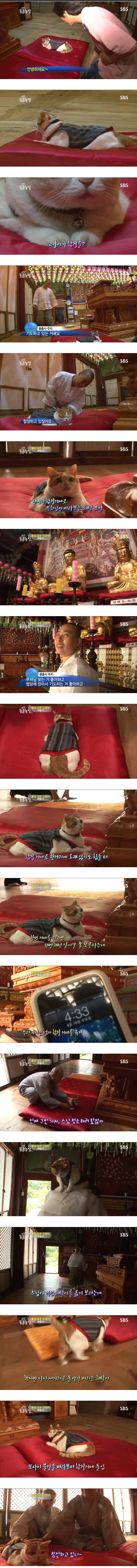 불심 깊은 고양이 해탈이_1.jpg