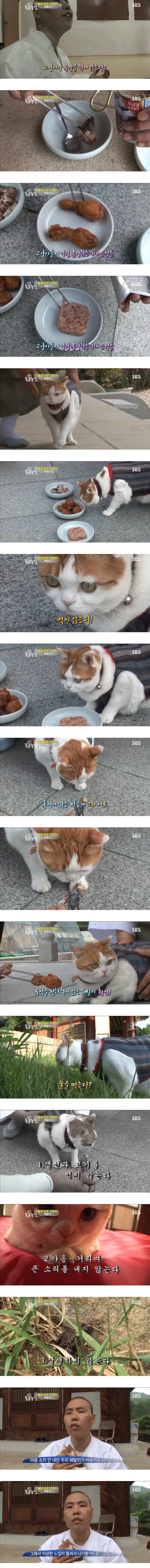 불심 깊은 고양이 해탈이_3.jpg