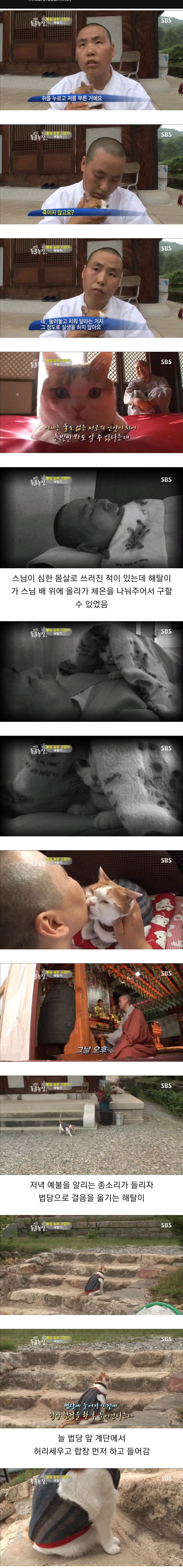 불심 깊은 고양이 해탈이_4.jpg