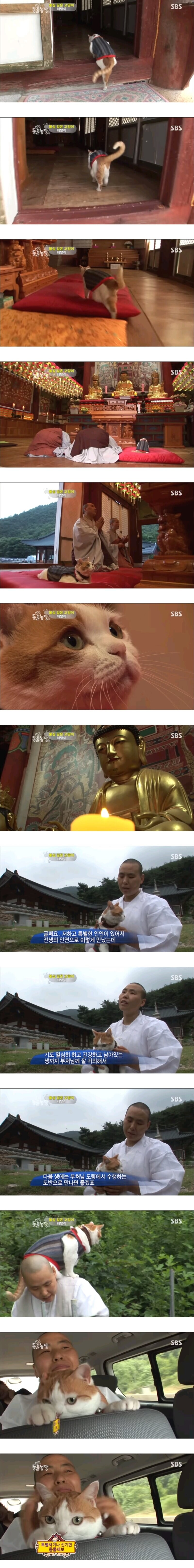 불심 깊은 고양이 해탈이_5.jpg