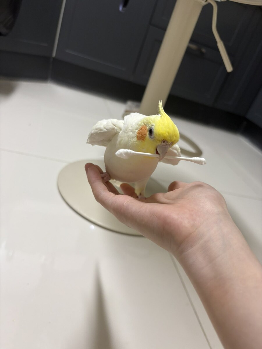 우리집 앵무새를 초인기 아이돌처럼 그려주세요.jpg_2.jpg