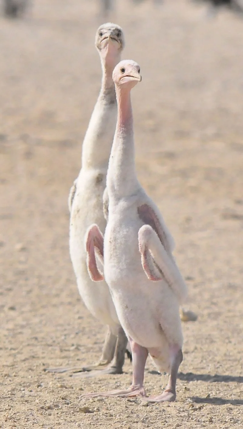 공룡 맞음.jpg_1.webp