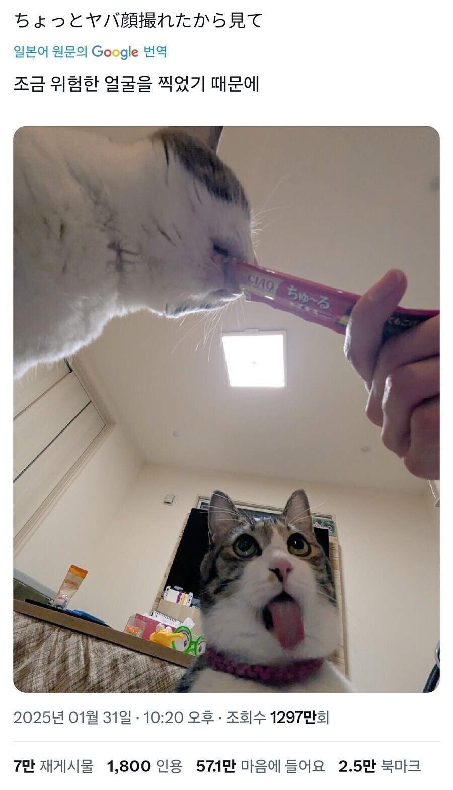 츄르가 고양이한테 미약인 이유.jpg_1.jpg