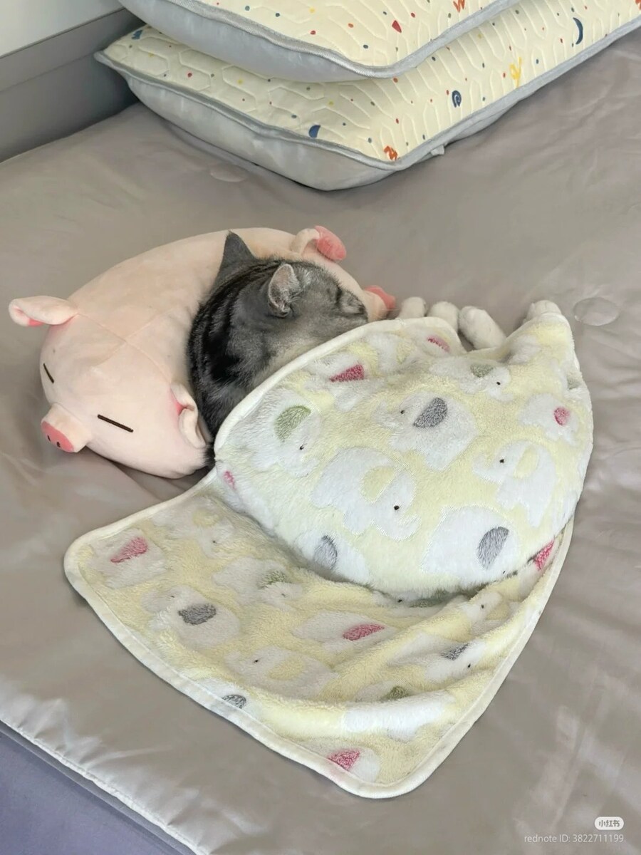 고양이: 응애에요 _2.jpg