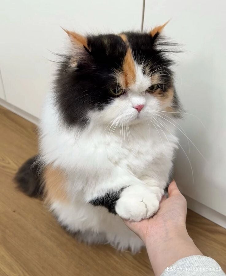 눈매가 나쁜 애.jpg_5.jpg