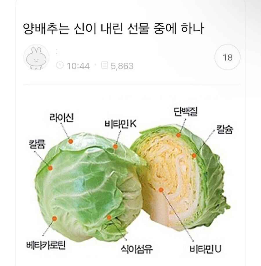 양배추는 신이 내린 선물 중 하나_1.jpg