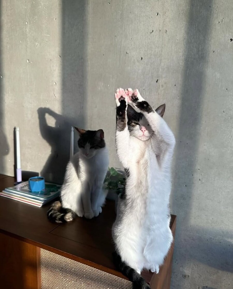 햇빛이 눈부신 냐옹이..._1.jpg