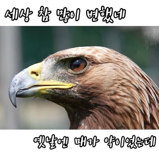 세상 참 많이 변했네. 옛날엔 매가 약이였는데..._1.jpg