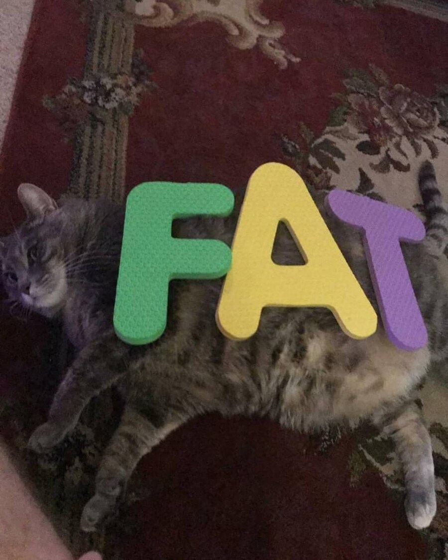 이 캣은 팻합니다_1.jpg