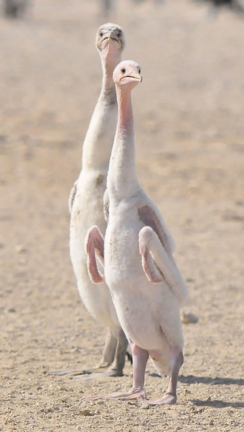 새끼 가마우지 보니_1.webp