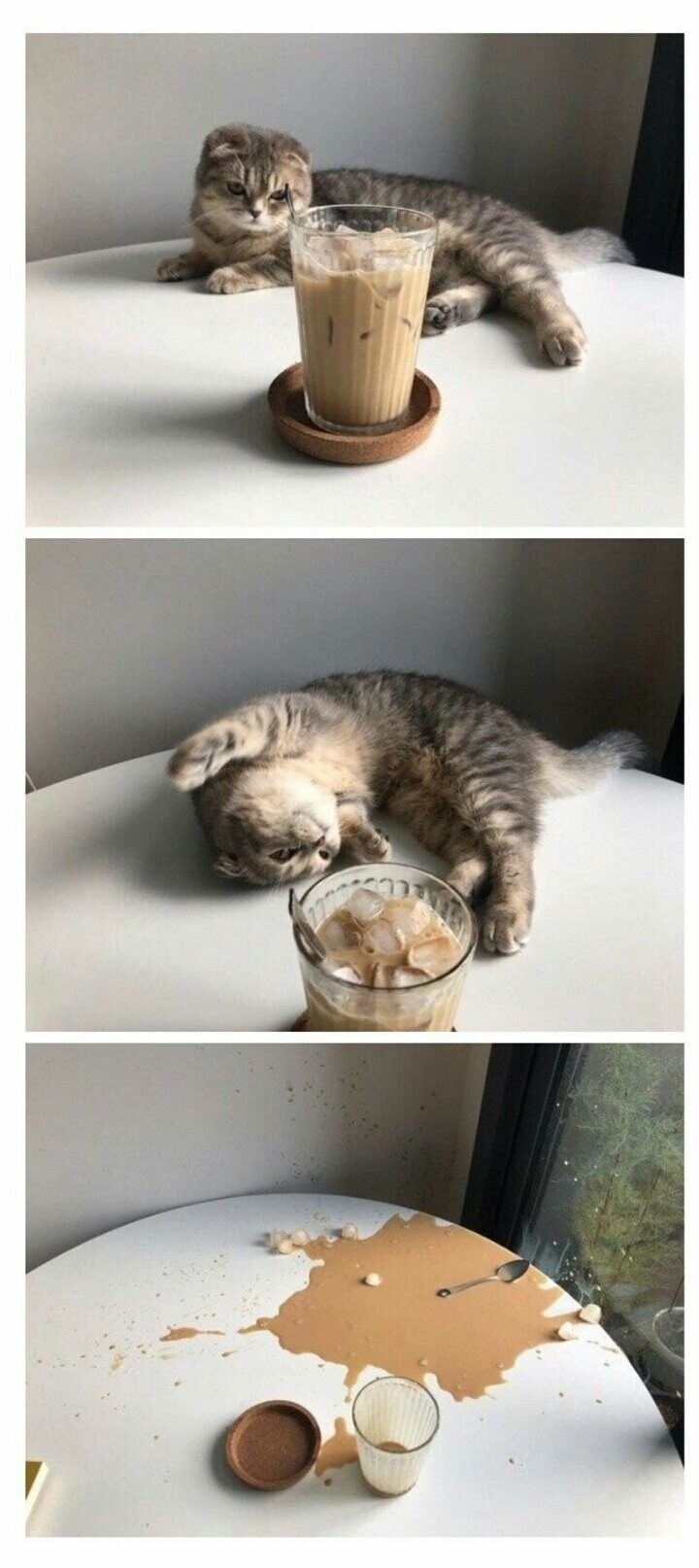 고양이 액체설.jpg_1.jpg
