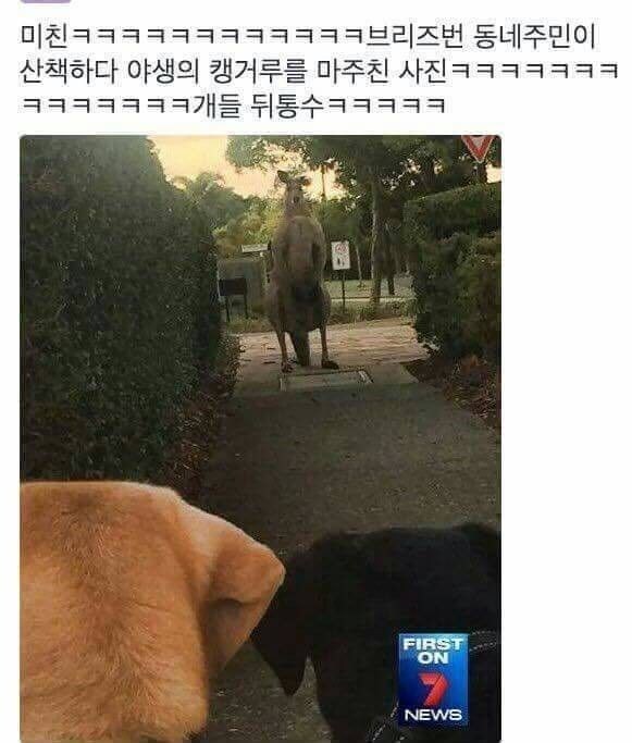 산책 중에 야생 캥거루랑 마주친 사람_1.jpg