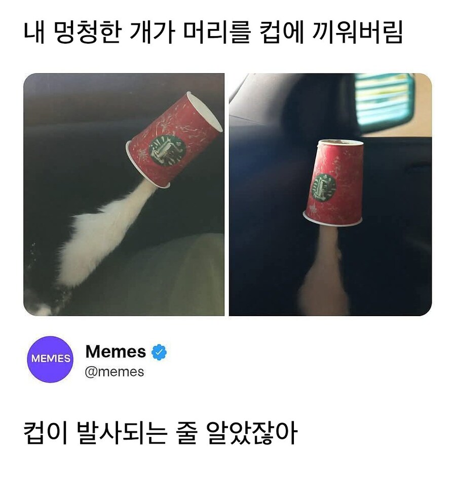 발사되는 컵.jpg_1.jpg