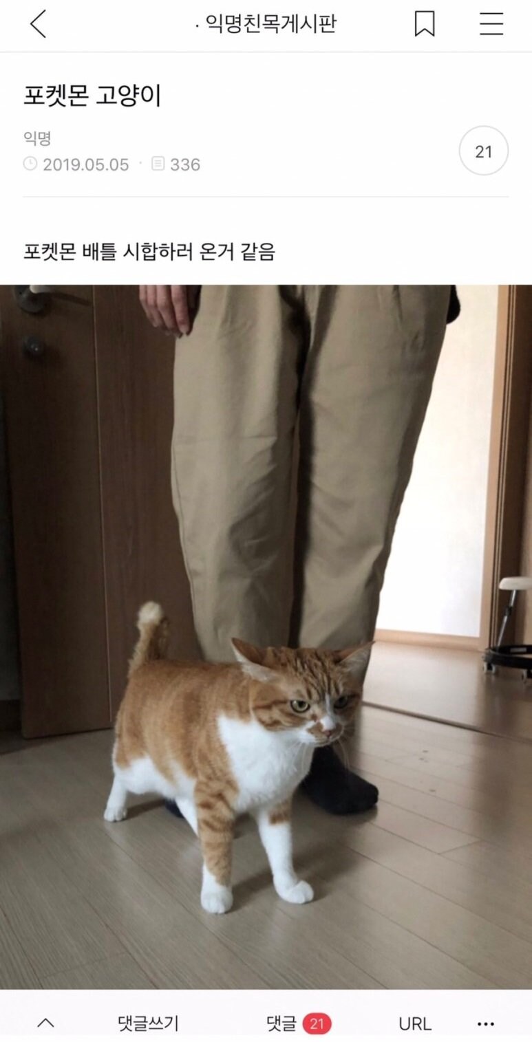 포켓몬 고양이_1.jpg