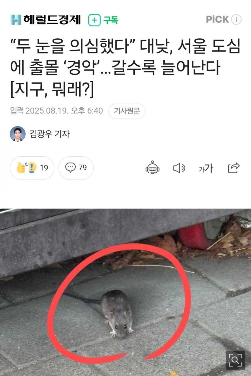 서울에도 늘어나는 라따뚜이 녀석들_1.jpg