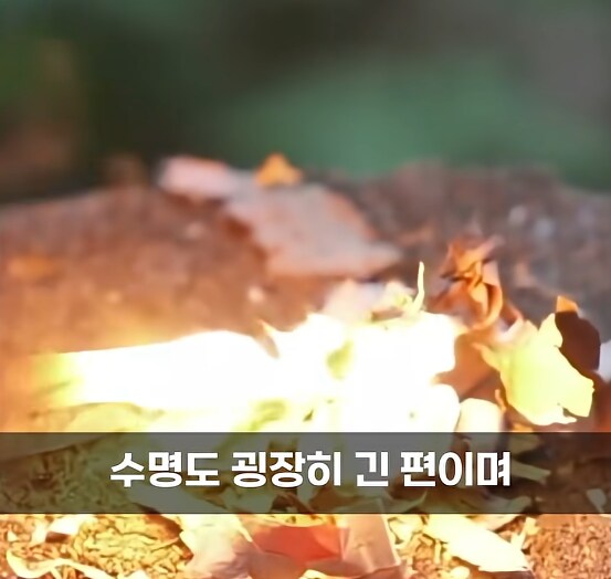생존 아이템에 파이어 스틱이 있는 이유.JPG_4.png