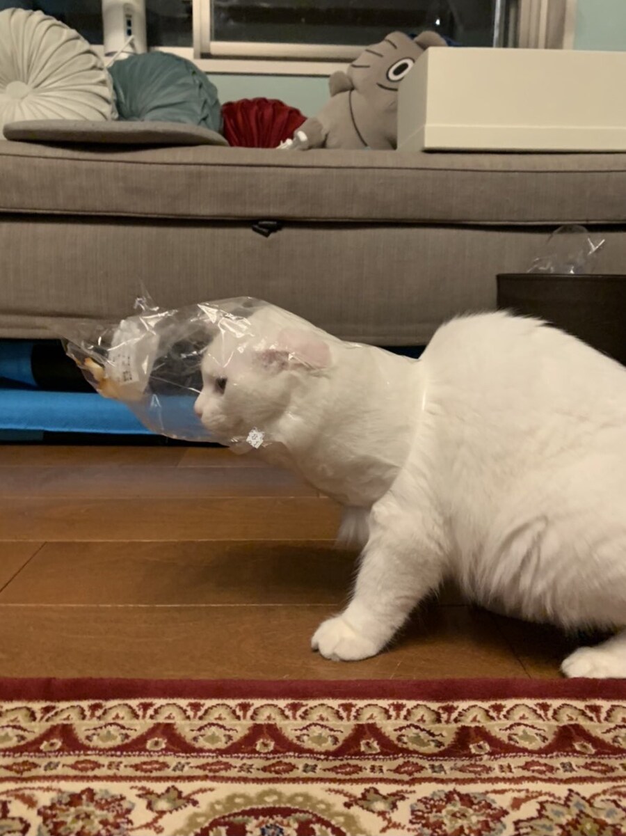 빵부스러기를 먹으려던 고양이_1.jpg