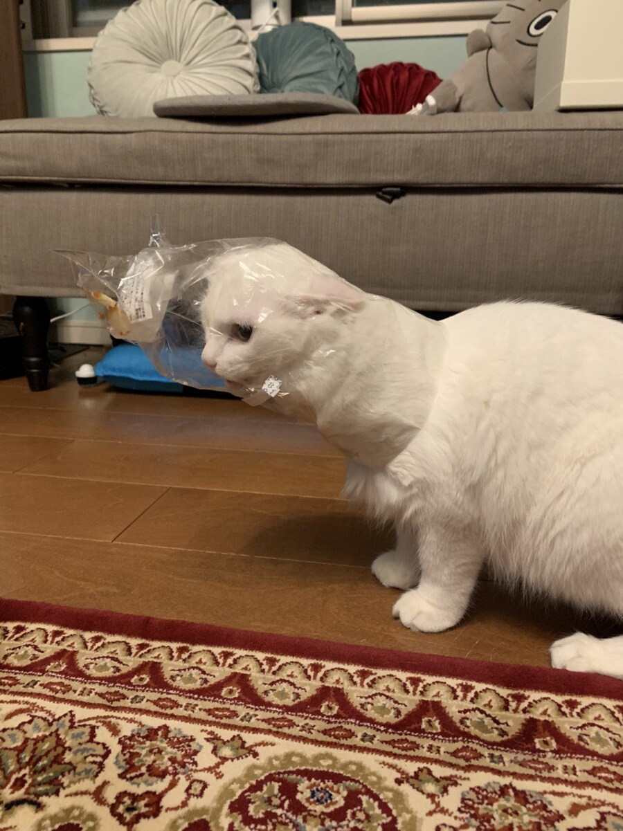 빵부스러기를 먹으려던 고양이_2.jpg