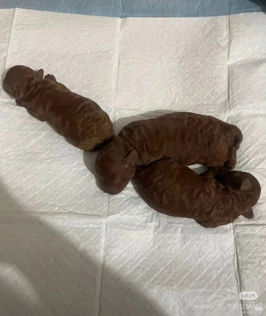 와 ㅋㅋ 방금 싼 구렁이 똥 보고 가라 ㅈㄴ 큼 ㅋㅋ_1.jpg