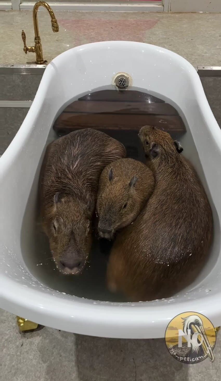 와 ㅋㅋ 방금 싼 구렁이 똥 보고 가라 ㅈㄴ 큼 ㅋㅋ_2.jpg