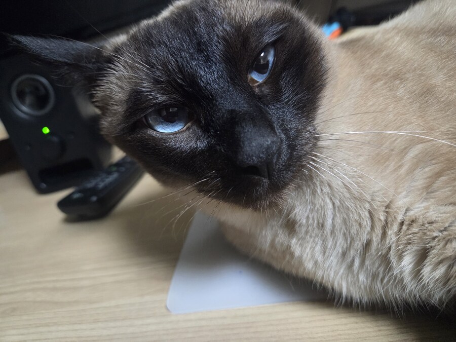 마지막 사진은 집사 죽인다 고양이 사진으로~~_3.jpg