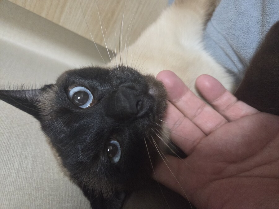 마지막 사진은 집사 죽인다 고양이 사진으로~~_13.jpg