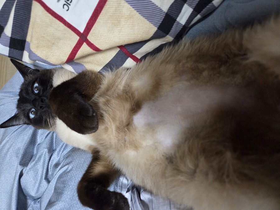 마지막 사진은 집사 죽인다 고양이 사진으로~~_15.jpg
