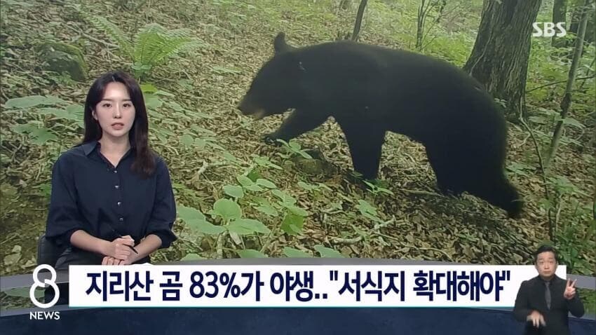 곰을 서울에 있는 산에 풀라고?_1.jpg