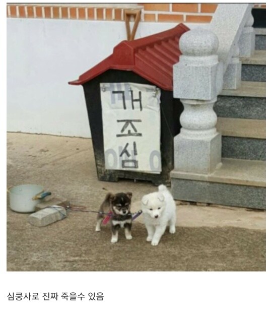 이 앞, 개 있다._1.jpg