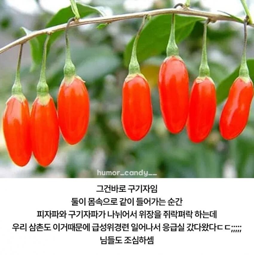 피자랑 궁합이 안 맞는 식재료_2.jpg