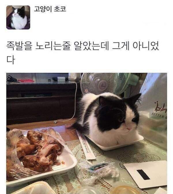 족발을 노리는 줄 알았는데 그게 아니었다_1.jpg