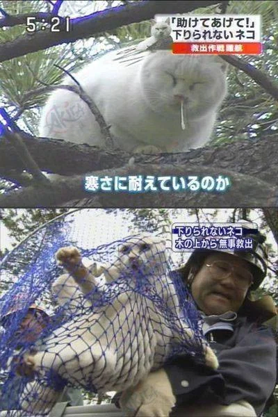 나무에서 못내려 오는 고양이 구출_1.webp