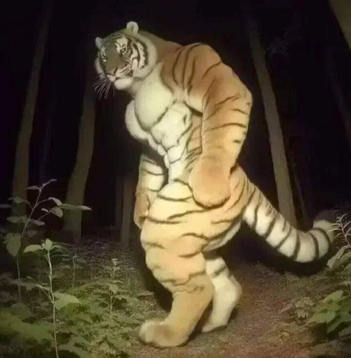 야간에 촬영된 백두산 호랑이_1.png