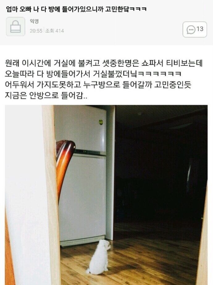 선택의 갈림길을 마주한 강아지_1.jpg