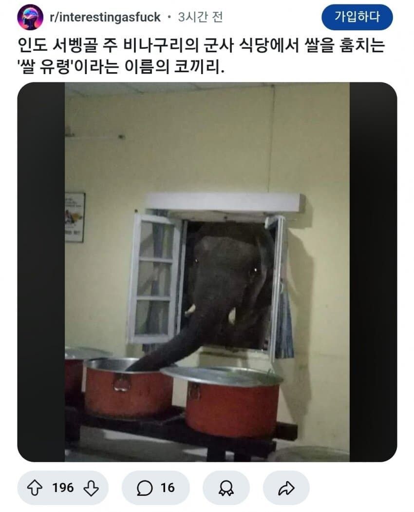 인도의 쌀 도둑.jpg_1.jpg