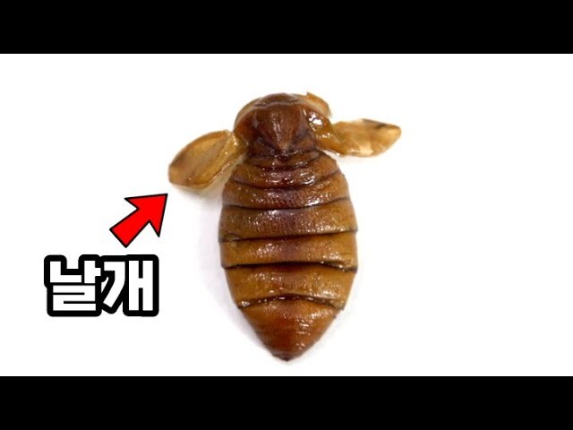 길거리에 흔했던 전통 벌레음식_3.jpg